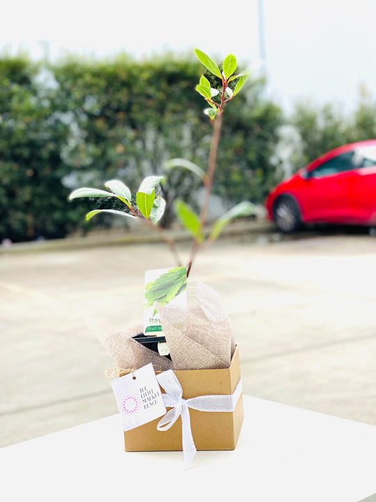 Bay Tree shot by The Little Market Bunch in Melbourne.