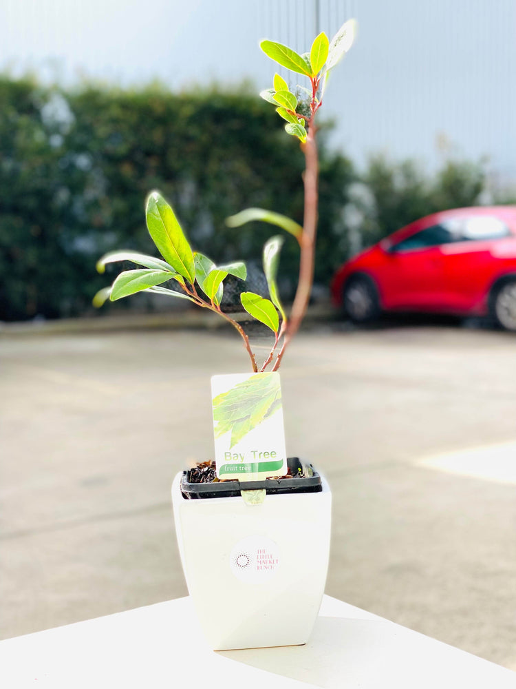 Bay Tree shot by The Little Market Bunch in Melbourne.
