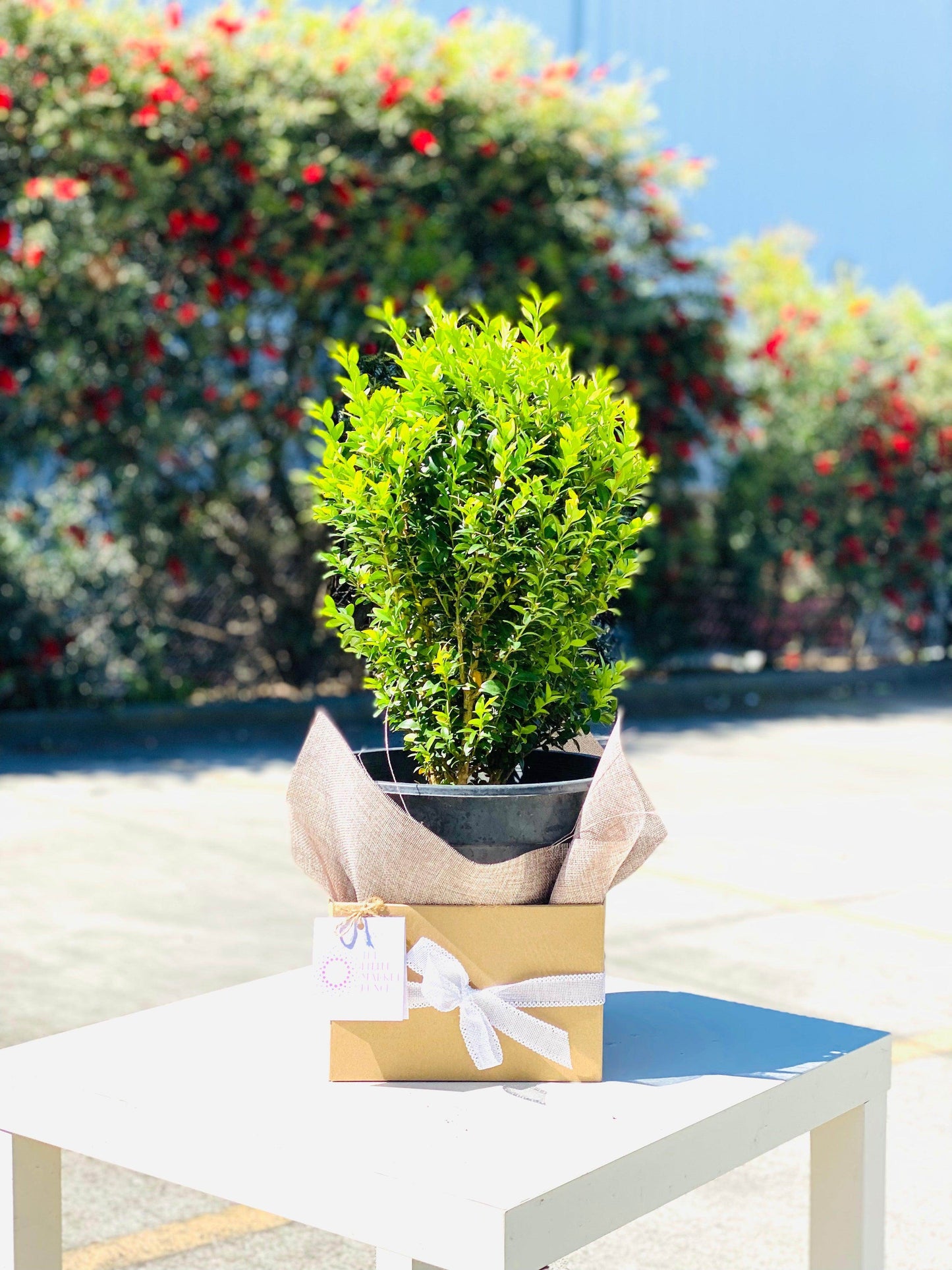 Buxus sempervirens / English box with 28CM shot by The Little Market Bunch in Melbourne.