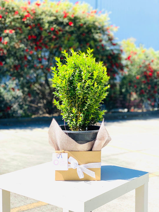 Buxus sempervirens / English box with 28CM shot by The Little Market Bunch in Melbourne.
