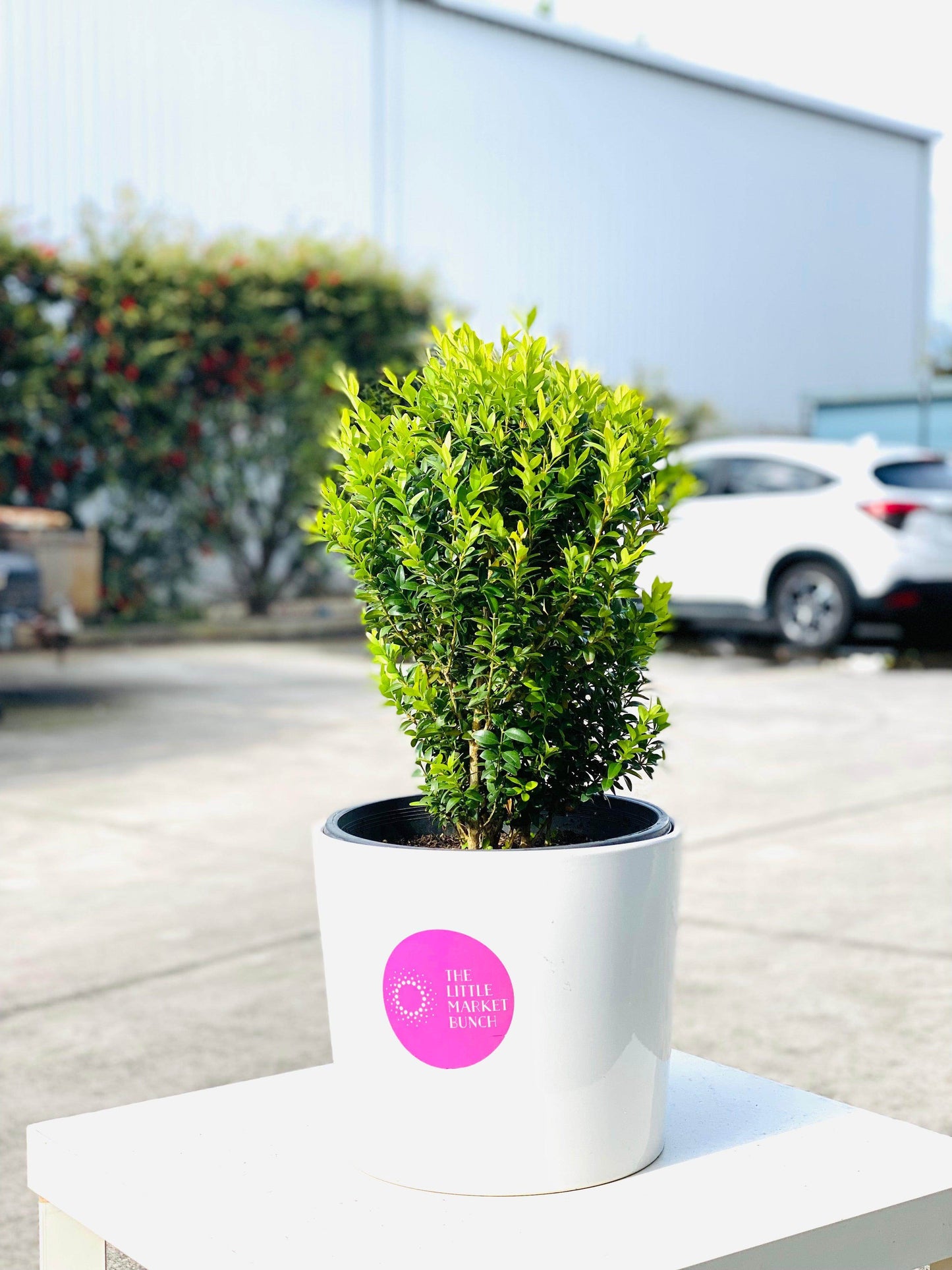 Buxus sempervirens / English box with 28CM shot by The Little Market Bunch in Melbourne.