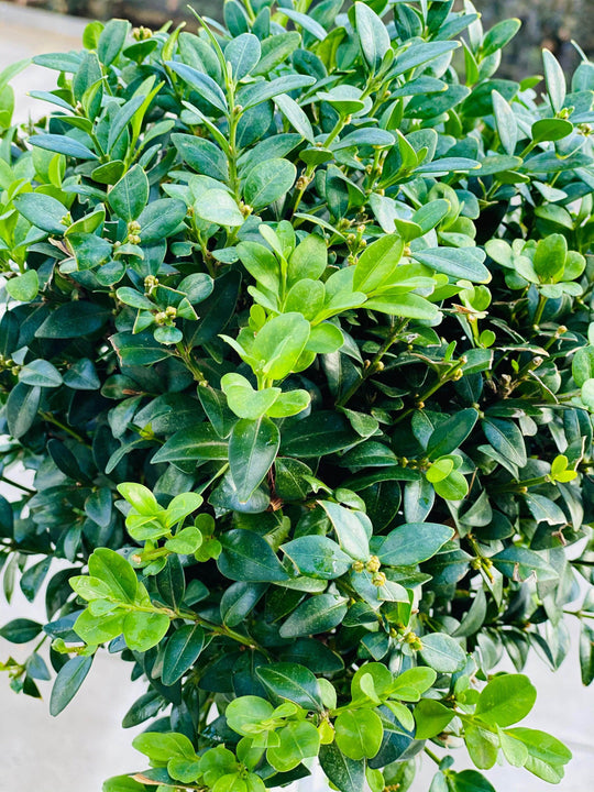 
                  
                    Buxus sempervirens / English box with 28CM shot by The Little Market Bunch in Melbourne.
                  
                