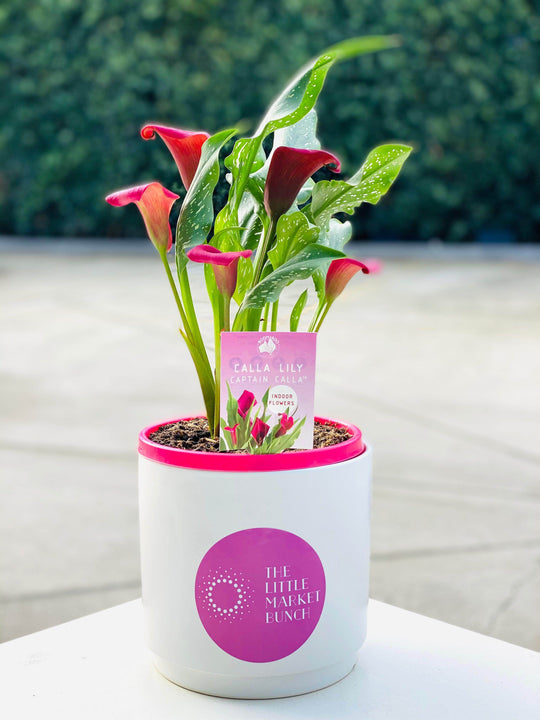 
                  
                    Calla Lilies shot by The Little Market Bunch in Melbourne.
                  
                