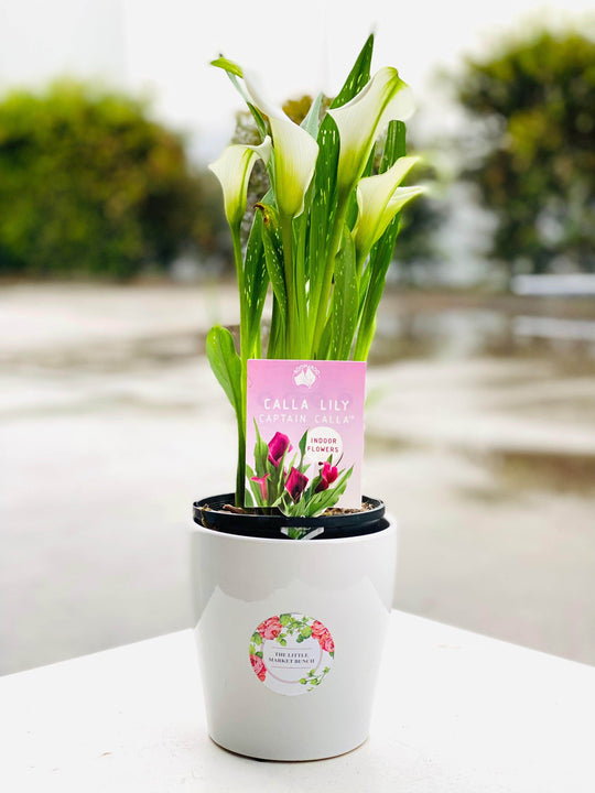 
                  
                    Calla Lilies shot by The Little Market Bunch in Melbourne.
                  
                
