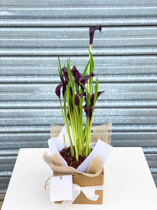 
                  
                    Calla Lilies shot by The Little Market Bunch in Melbourne.
                  
                