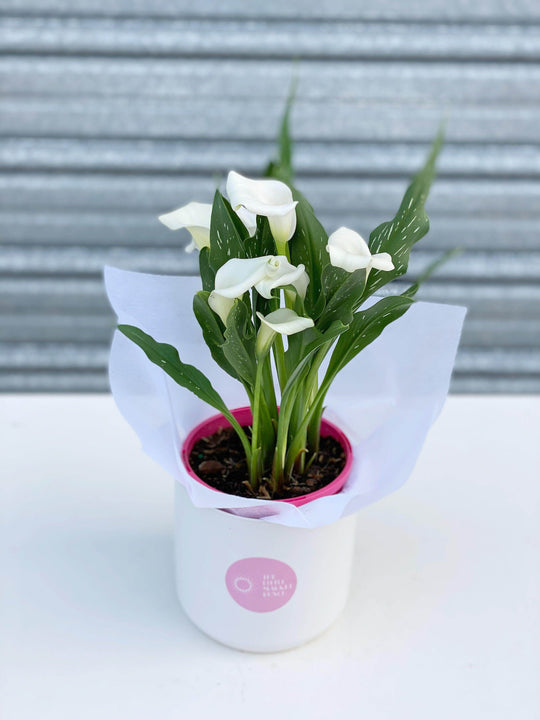 
                  
                    Calla Lilies shot by The Little Market Bunch in Melbourne.
                  
                
