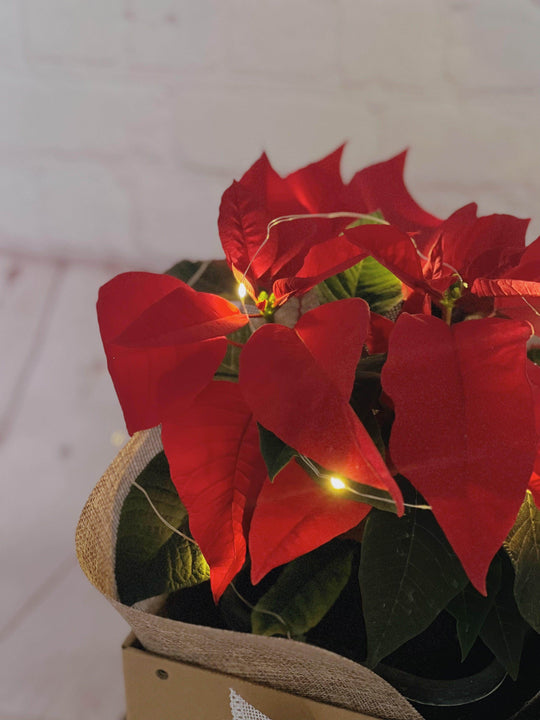 Christmas Poinsettia & Biscuits Bundle shot by The Little Market Bunch in Melbourne.