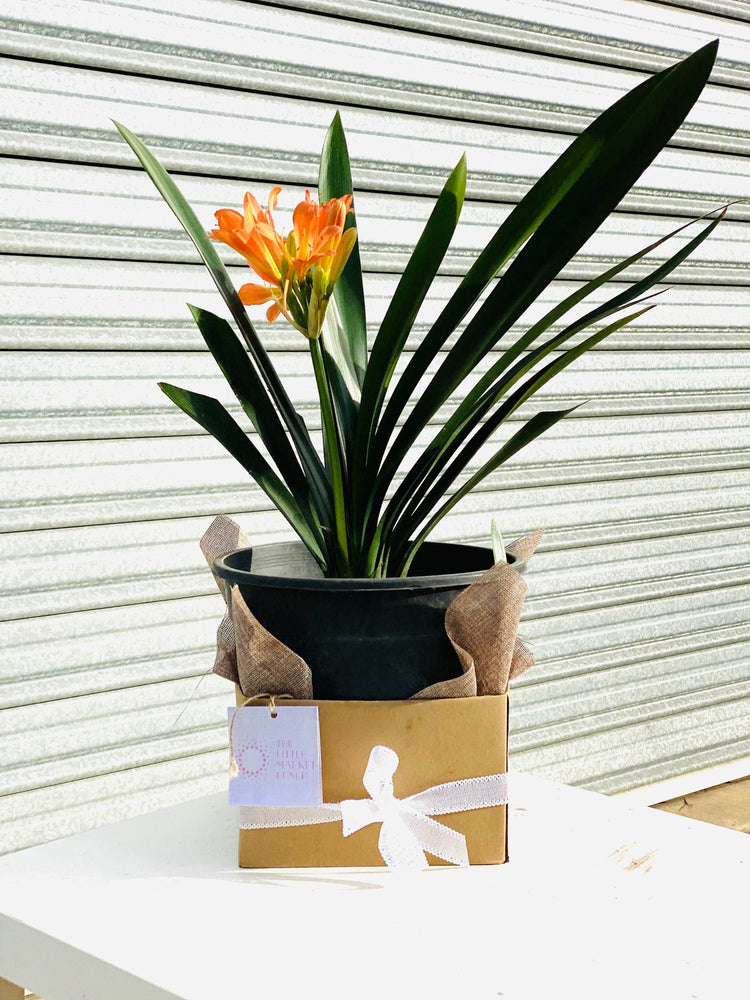 
                  
                    Clivia with 20CM box shot by The Little Market Bunch in Melbourne.
                  
                