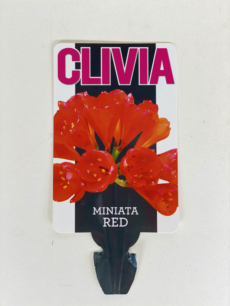 
                  
                    Clivia with 20CM box shot by The Little Market Bunch in Melbourne.
                  
                