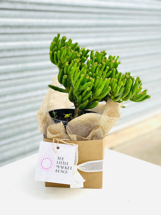 Crassula ovata shot by The Little Market Bunch in Melbourne.