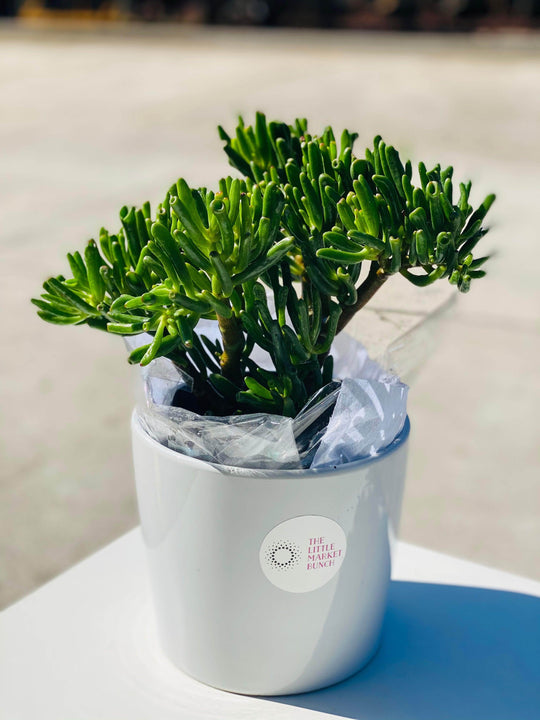 Crassula ovata shot by The Little Market Bunch in Melbourne.