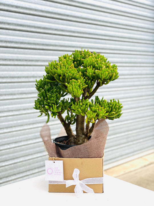 
                  
                    Crassula ovata shot by The Little Market Bunch in Melbourne.
                  
                