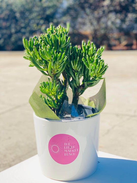 
                  
                    Crassula ovata shot by The Little Market Bunch in Melbourne.
                  
                