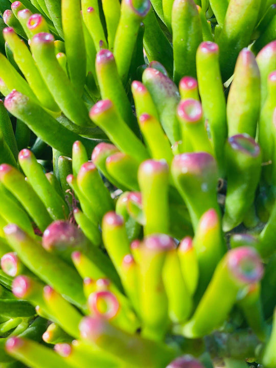 
                  
                    Crassula ovata shot by The Little Market Bunch in Melbourne.
                  
                