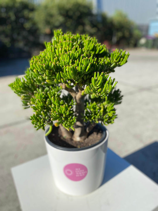 
                  
                    Crassula ovata shot by The Little Market Bunch in Melbourne.
                  
                