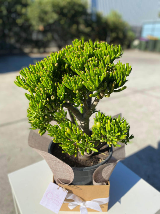 
                  
                    Crassula ovata shot by The Little Market Bunch in Melbourne.
                  
                