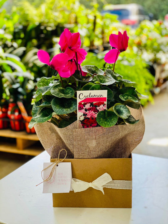 Cyclamen shot by The Little Market Bunch in Melbourne.