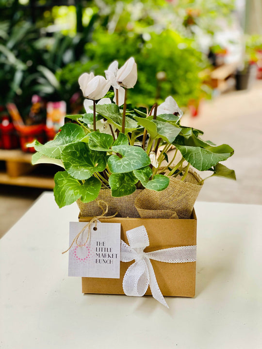 
                  
                    Cyclamen shot by The Little Market Bunch in Melbourne.
                  
                