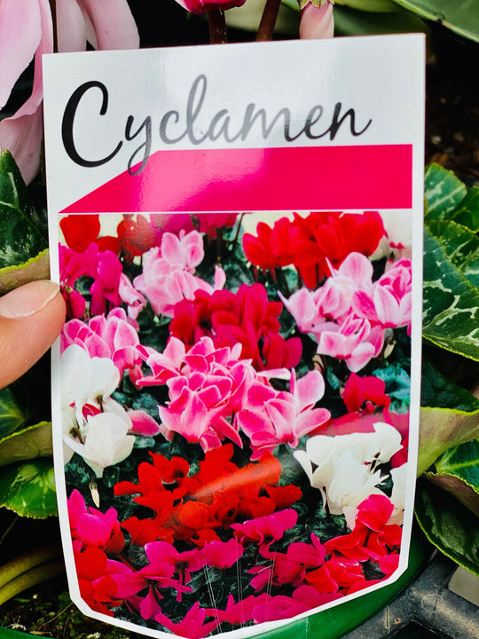 
                  
                    Cyclamen shot by The Little Market Bunch in Melbourne.
                  
                