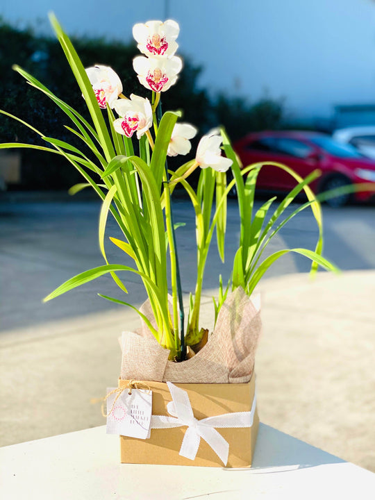 Cymbidium Orchid shot by The Little Market Bunch in Melbourne.