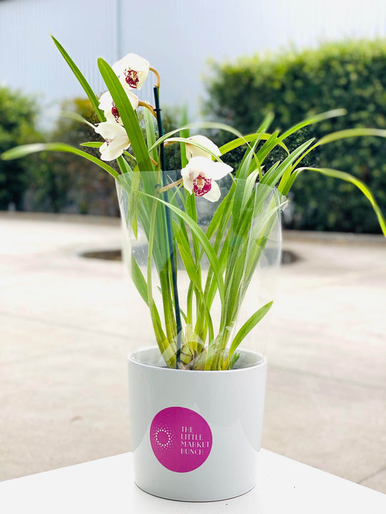 Cymbidium Orchid shot by The Little Market Bunch in Melbourne.