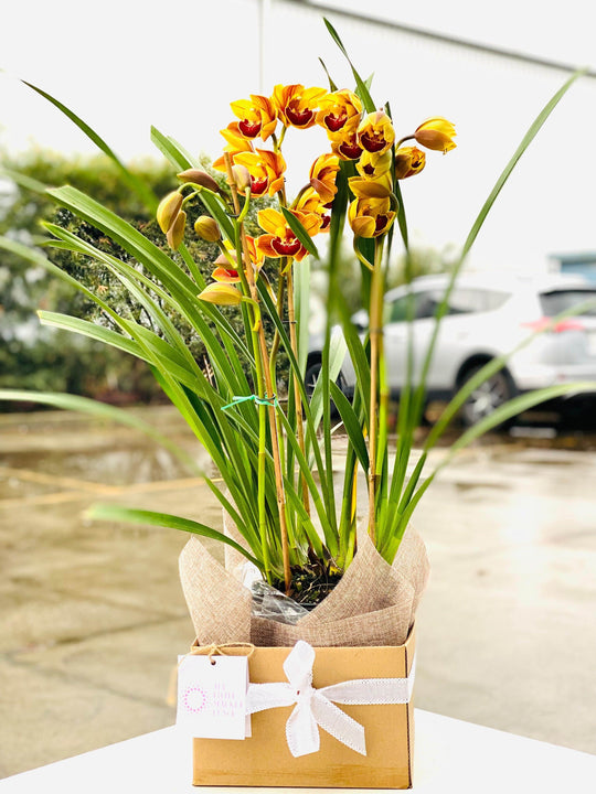 
                  
                    Cymbidium Orchid shot by The Little Market Bunch in Melbourne.
                  
                