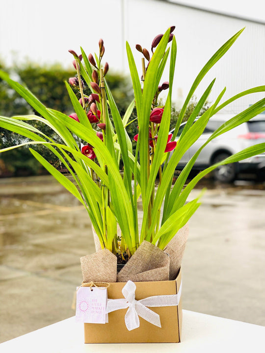 
                  
                    Cymbidium Orchid shot by The Little Market Bunch in Melbourne.
                  
                