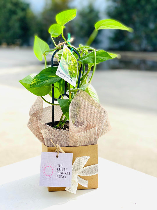 Epipremnum/Devi’s Ivy shot by The Little Market Bunch in Melbourne.