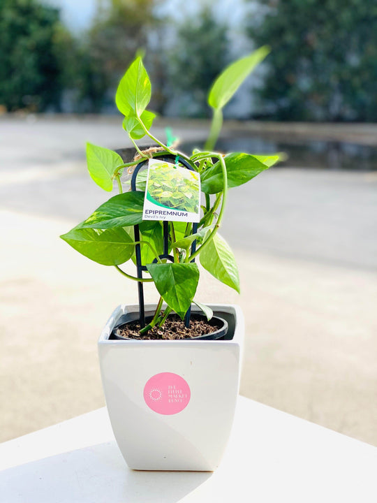 Epipremnum/Devi’s Ivy shot by The Little Market Bunch in Melbourne.