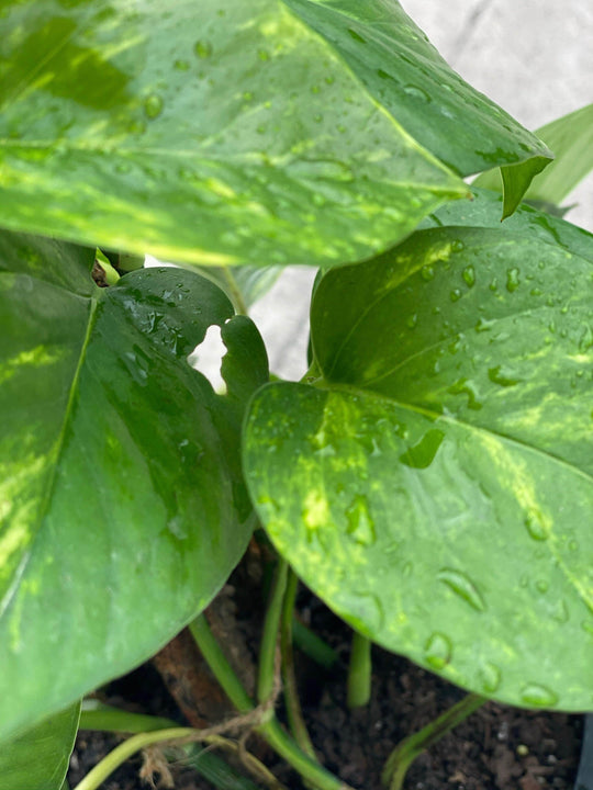 
                  
                    Epipremnum/Devi’s Ivy shot by The Little Market Bunch in Melbourne.
                  
                