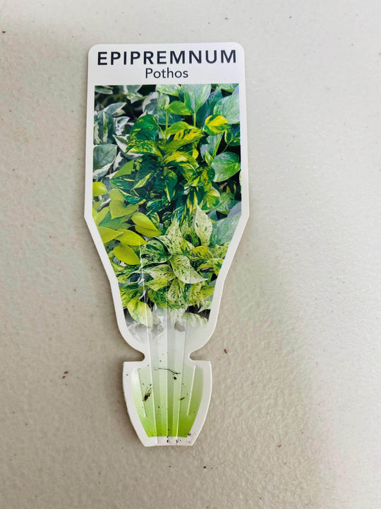 
                  
                    Epipremnum/Devi’s Ivy shot by The Little Market Bunch in Melbourne.
                  
                