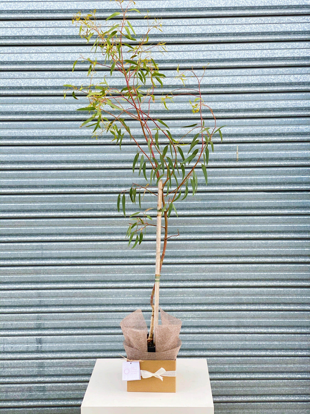 Eucalyptus rosea /silver box shot by The Little Market Bunch in Melbourne.