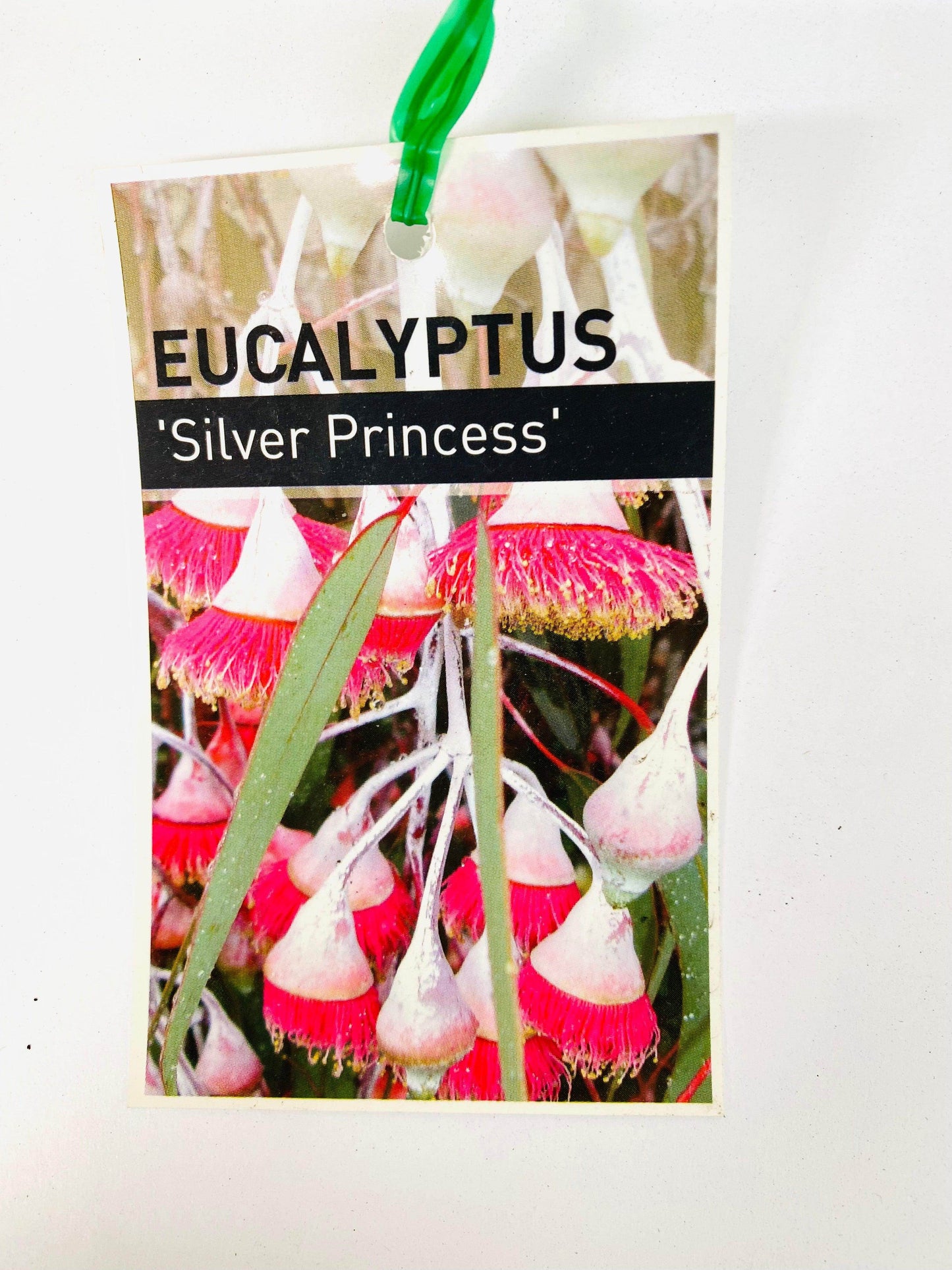 
                  
                    Eucalyptus rosea /silver box shot by The Little Market Bunch in Melbourne.
                  
                