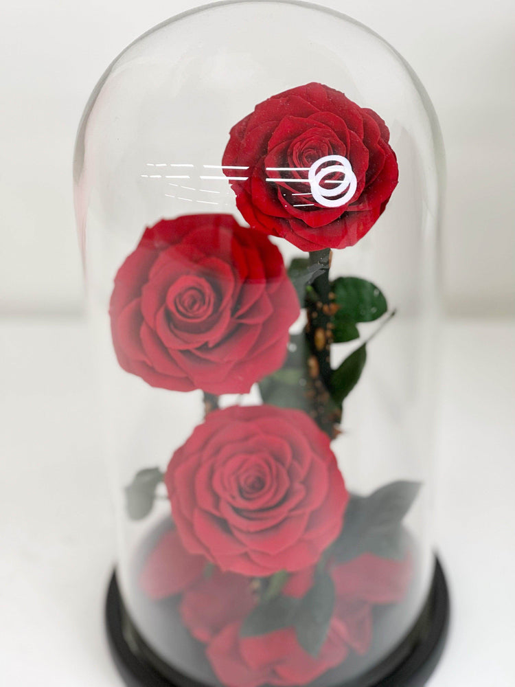Everlasting Preserved Rose 3 Stems In Glass Dome 30cm shot by The Little Market Bunch in Melbourne.