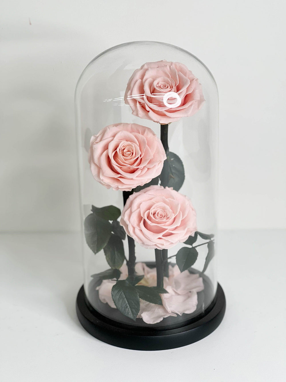 Everlasting Preserved Rose 3 Stems In Glass Dome 30cm shot by The Little Market Bunch in Melbourne.