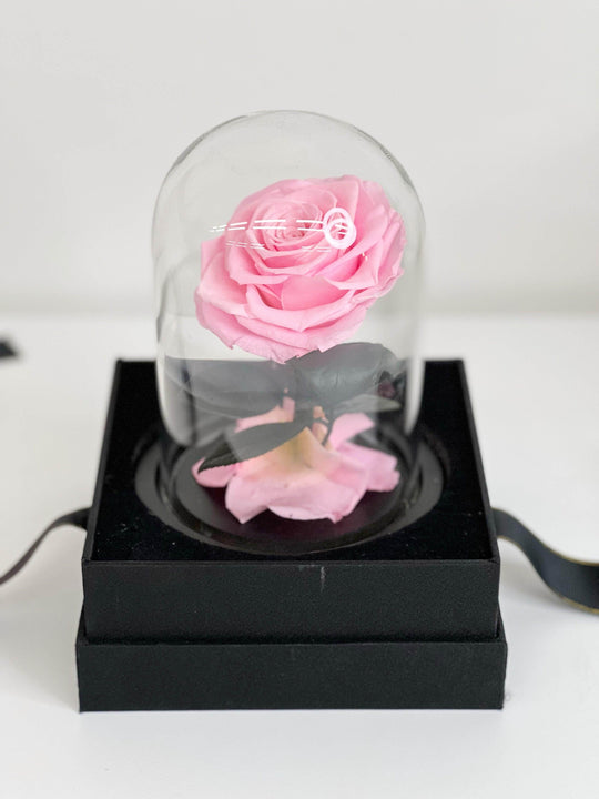 Everlasting Preserved Rose Glass Dome 20CM shot by The Little Market Bunch in Melbourne.