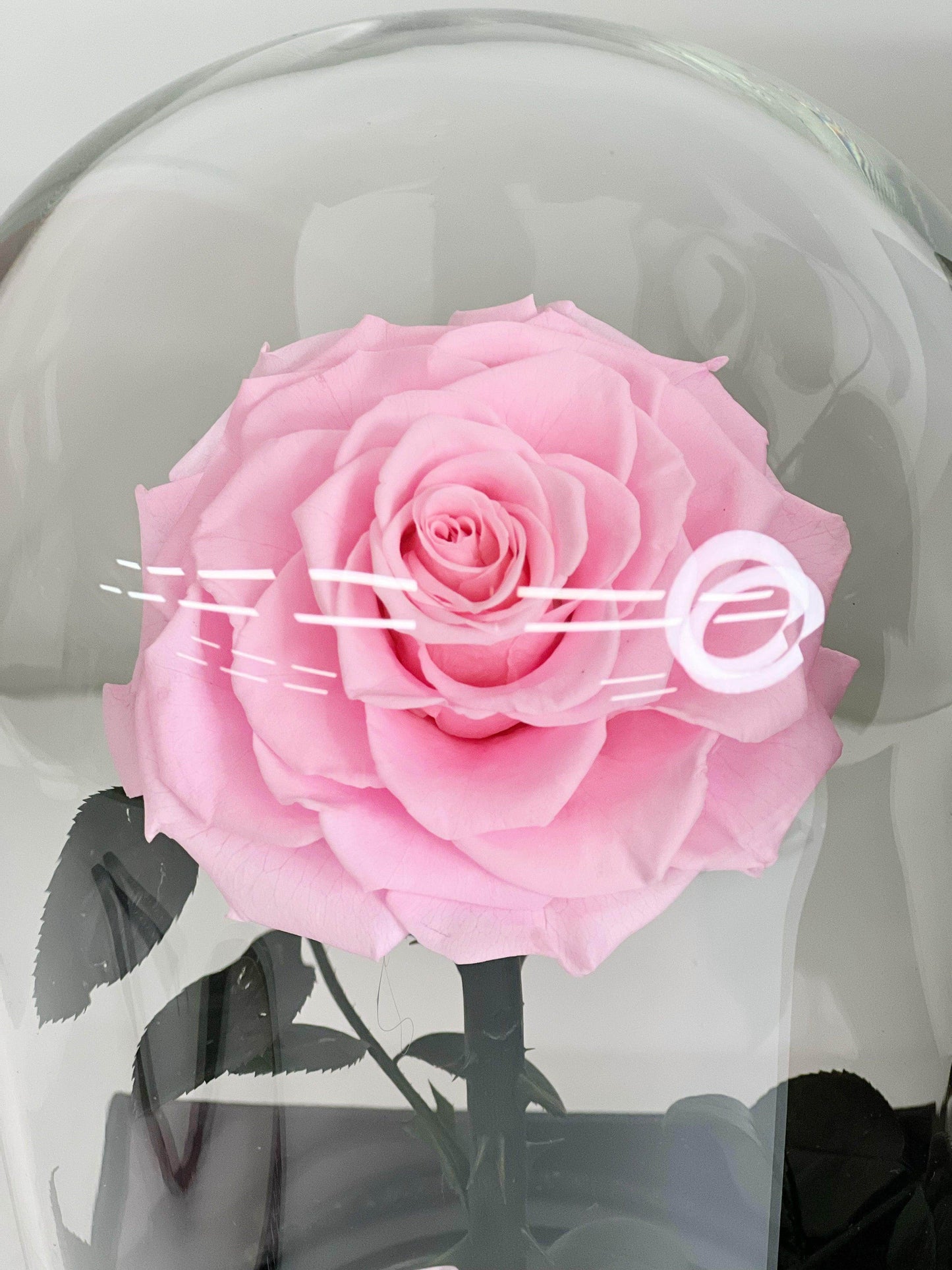 
                  
                    Everlasting Preserved Rose Glass Dome 20CM shot by The Little Market Bunch in Melbourne.
                  
                