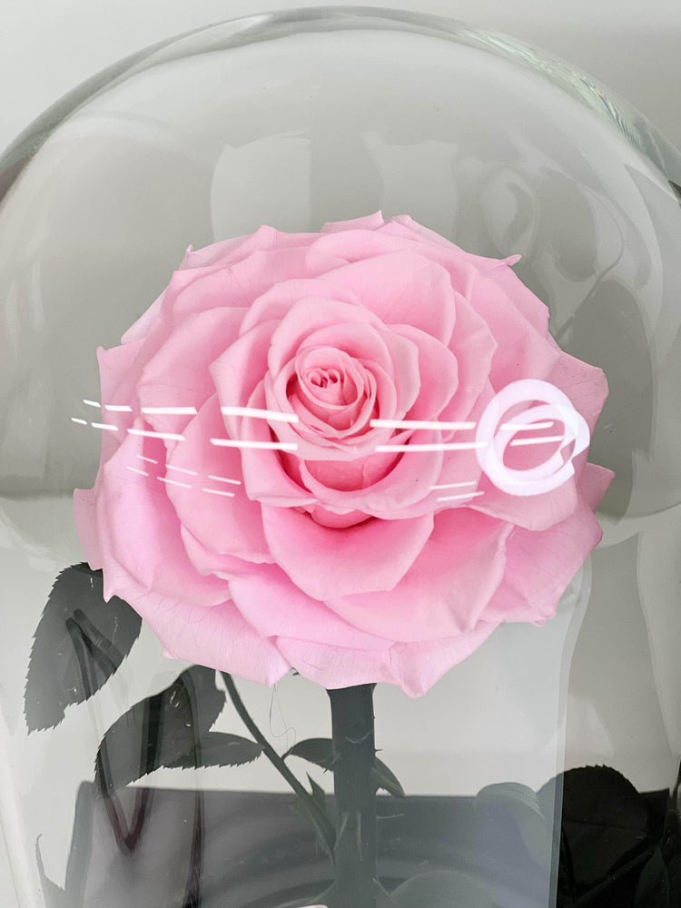 
                  
                    Everlasting Preserved Rose Glass Dome 30cm shot by The Little Market Bunch in Melbourne.
                  
                