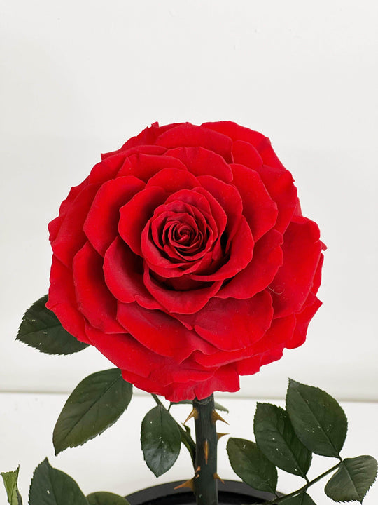 
                  
                    Everlasting Preserved Rose Glass Dome 30cm shot by The Little Market Bunch in Melbourne.
                  
                