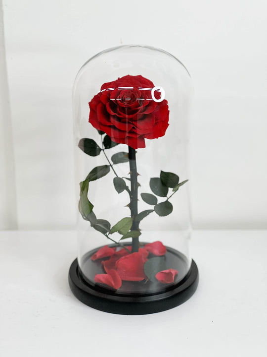 
                  
                    Everlasting Preserved Rose Glass Dome 30cm shot by The Little Market Bunch in Melbourne.
                  
                