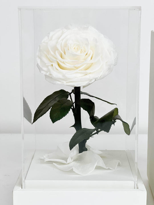 
                  
                    Everlasting Preserved Rose Rose In Square Dome shot by The Little Market Bunch in Melbourne.
                  
                