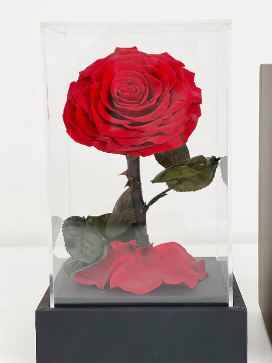 
                  
                    Everlasting Preserved Rose Rose In Square Dome shot by The Little Market Bunch in Melbourne.
                  
                