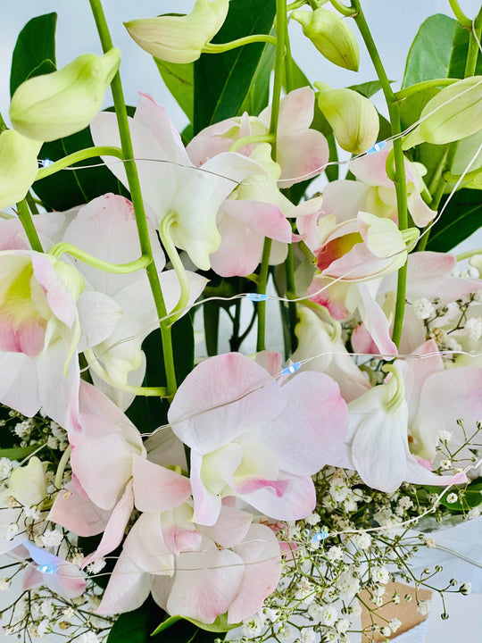 
                  
                    Fairy light Singapore Orchid box shot by The Little Market Bunch in Melbourne.
                  
                
