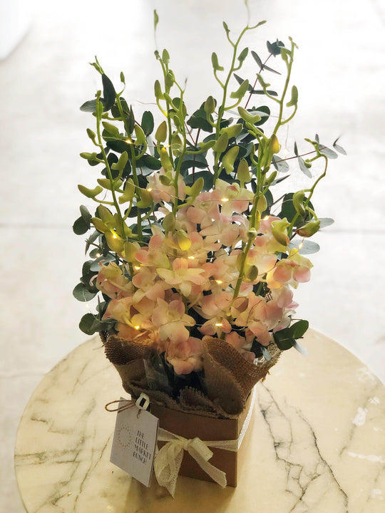 
                  
                    Fairy light Singapore Orchid box shot by The Little Market Bunch in Melbourne.
                  
                