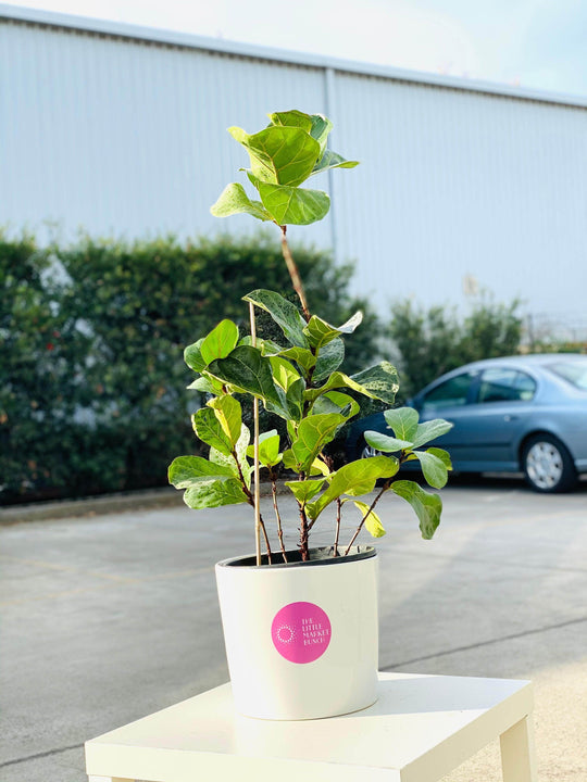 
                  
                    Ficus Lyrata Bambino shot by The Little Market Bunch in Melbourne.
                  
                