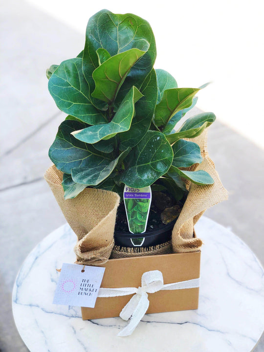
                  
                    Ficus Lyrata Bambino shot by The Little Market Bunch in Melbourne.
                  
                