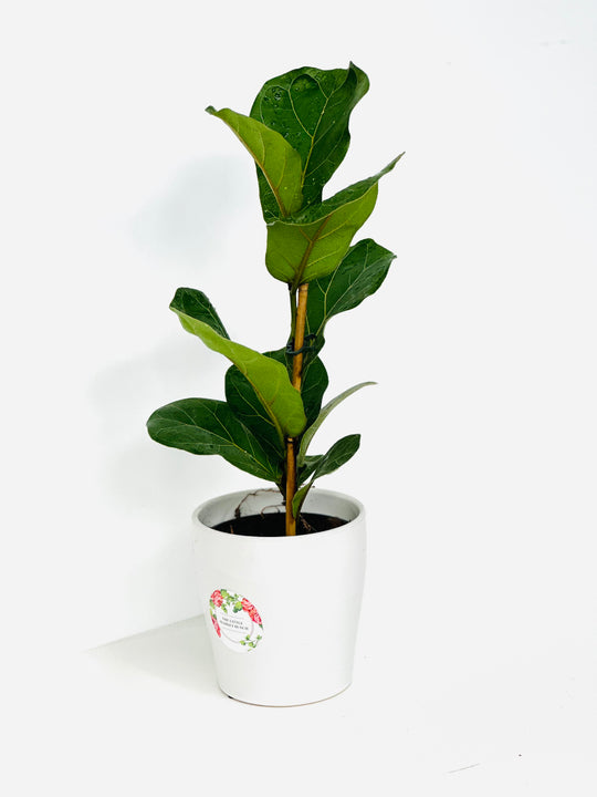 
                  
                    Ficus Lyrata Bambino shot by The Little Market Bunch in Melbourne.
                  
                