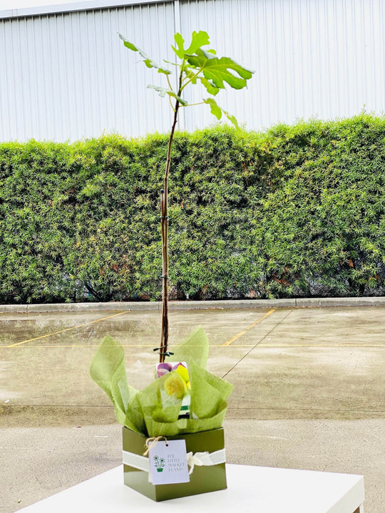 Fig fruit tree shot by The Little Market Bunch in Melbourne.