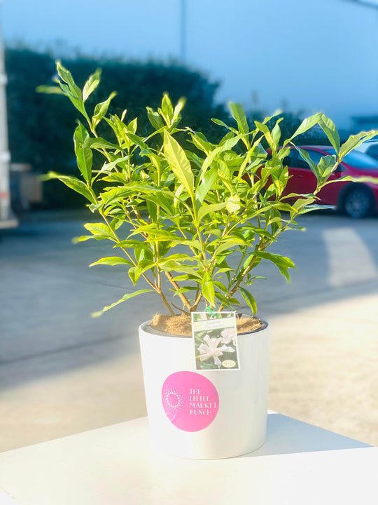 
                  
                    Gardenia box shot by The Little Market Bunch in Melbourne.
                  
                