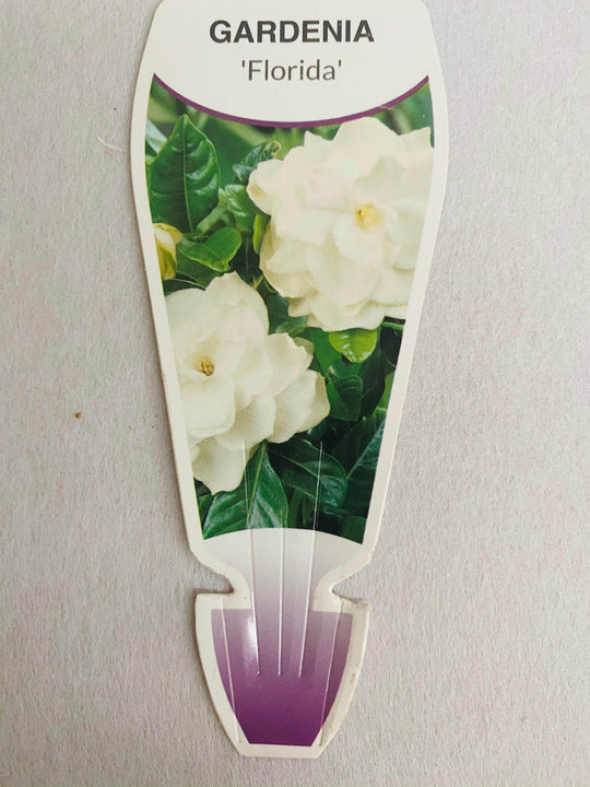 
                  
                    Gardenia box shot by The Little Market Bunch in Melbourne.
                  
                